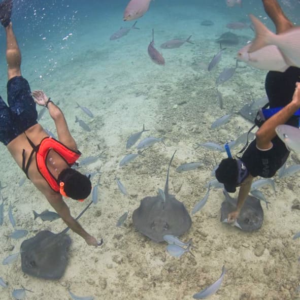 Nado con Rayas en Cozumel